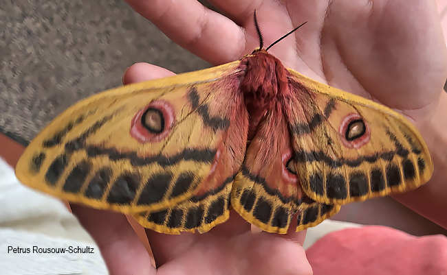 Bunaeaopsis arabella